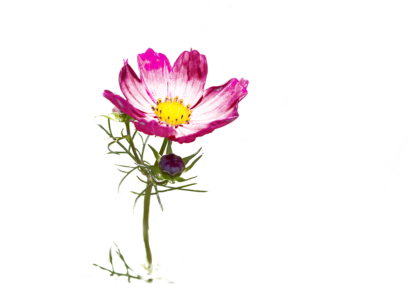 cosmos-flower-placemat-2